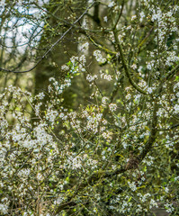 Spring blooms, white flowers, March 2020
