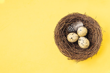 Obraz premium Quail eggs in bird nest with feather on pastel yellow background