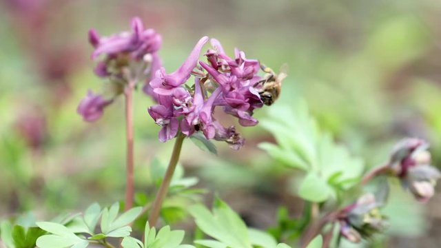 Violet blooming corydalis in light breeze. Bee collects nectar and flies. Dolly shot.