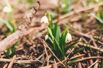 Beautiful first spring flowers close up. Fresh spring snowflake blooming white flowers and green stems growing in garden, copy space. Hello spring. Awakening of nature. Conservation of species