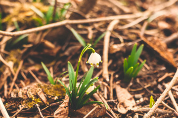 Beautiful first spring flowers close up. Fresh spring snowflake blooming white flowers and green stems growing in garden, copy space. Hello spring. Awakening of nature. Conservation of species