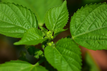 green leaf with drops of water