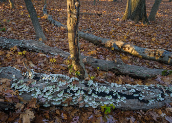 fallen logs with shelf fungus and autumn leaves on the forest floor.
