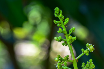 green plant in the garden
