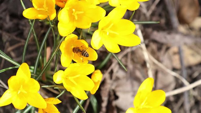 Bee collects nectar and flies. Yellow blooming crocuses in light breeze. Sunny day...