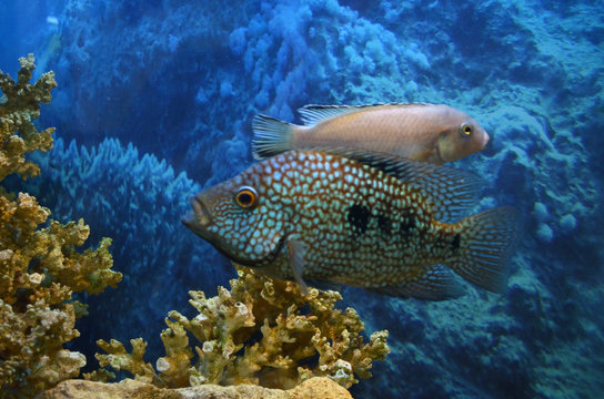 Akar fish. Aquarium fish. Cichlids. © Александр Бакуменко