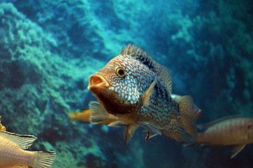 Akar fish. Aquarium fish. Cichlids.