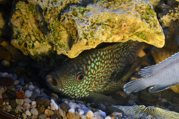 Akar fish. Aquarium fish. Cichlids.