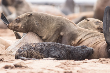 Fototapeta premium cute baby seal nursing from its mom
