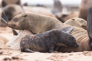 Fototapeta premium cute baby seal nursing from its mom