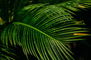 Tropical background in dark colors. Bright green palm leaves illuminated by sunlight in shadows on a dark background