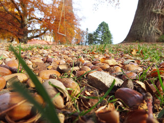 Eicheln frisch gefallen 