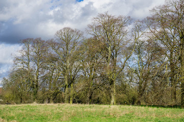 Fototapeta na wymiar Old trees in spring