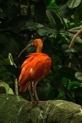 flamingo in zoo