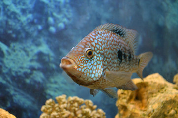 Akar fish. Aquarium fish. Cichlids.