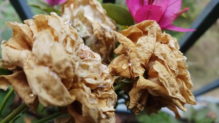 dry petals of rose in garden