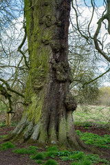 Fototapeta na wymiar Old trees, Avenue, East Town Park, Haverhill, UK