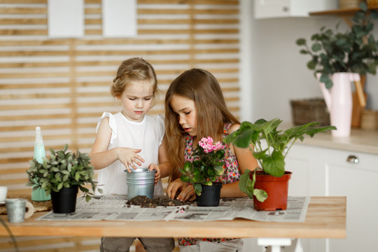 Little Girls Transplanting Indoor Flowers Into Pot