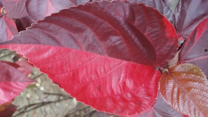 acalypha flower leaf in garden