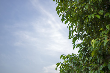 tree and blue sky