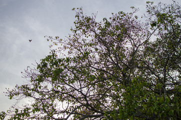 tree in blossom