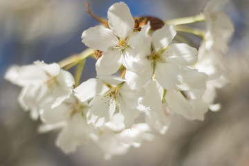 Abstract Beautiful White Flowers of Cherry Blossom Tree against Blue Sky Background. Concept: Spring is in the Air.