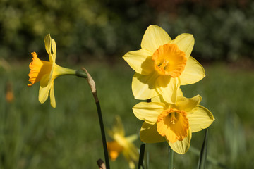 Close-up - View: Beautiful Bright Flowers of Daffodils Blossom Outside on Sunny Day. English Garden in Spring.
