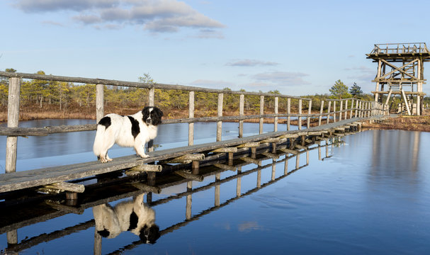Giant dog on wooden pathway over the lake in raised bog. Reflection in the water. Early spring, some pools are still frozen. Bright day, blue sky and white clouds. Endla Nature reserve