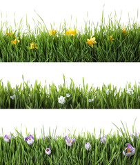 Collage of fresh green grass with flowers on white background. Spring season