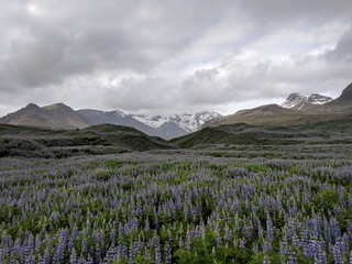Fototapeta na wymiar The Icelandic national flower, Lapina