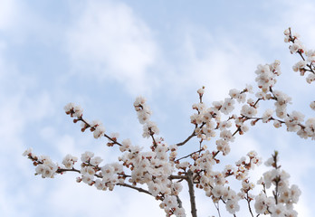 Beautiful white branches of a blooming apricots in the spring in the background blue sky