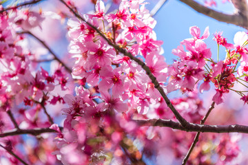 Cherry Blossom Blooms