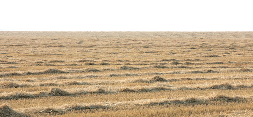 lost harvest in empty field, global food crisis 