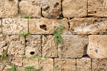 fragment of an old stone wall in the old city. wall in the old city. the plant grows against a stone wall