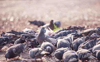 selective focus on dove ringleader watching at side on birds 