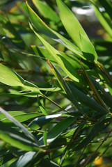 bamboo leaves sunlight