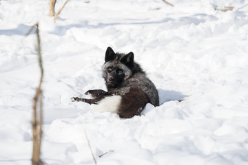 Silver fox lies in the snow in the winter forest and looks at the camera