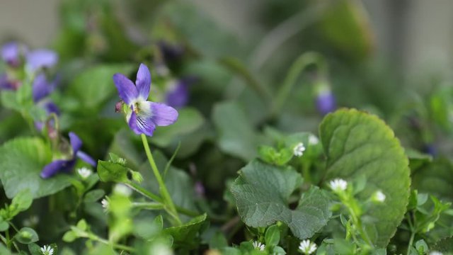 Beautiful spring violet flowers Viola odorata on bokeh background. Holidays Easter, valentine, mothers day greeting picture with copy space.