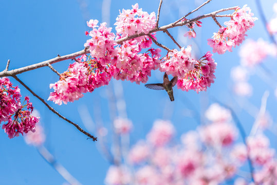 Cherry Blosom Flutters