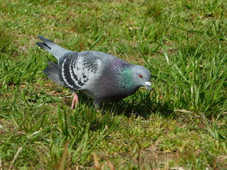 雑草の上を歩くドバト