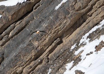 The bearded vulture flying in the mountains of Spiti valley, Himachal Pradesh, India