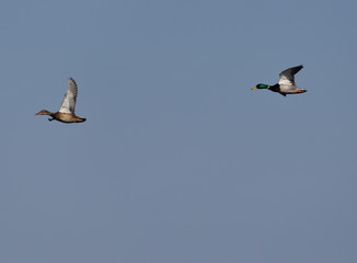a flock of mallard ducks
