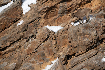 Fototapeta na wymiar Ibexs moving on the rocks of Spiti valley, Himachal Pradesh, India