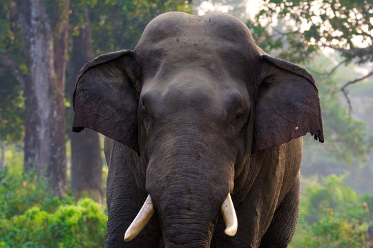 Large male Asian wild elephant isolated