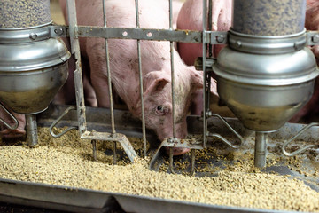 Pigs eating on the farm, feeder for pigs