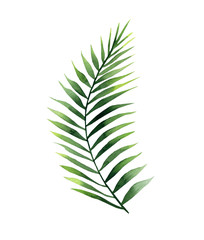 Fototapeta premium Curly palm branch. Plant detail for card, postcard, invitation, greeting, pattern. Watercolour illustration on white background.