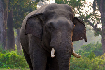 Large male Asian wild elephant isolated