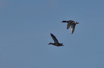 a flock of mallard ducks