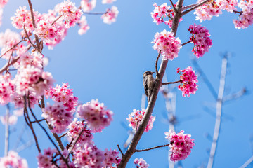 Cherry Blossom Woodpecker