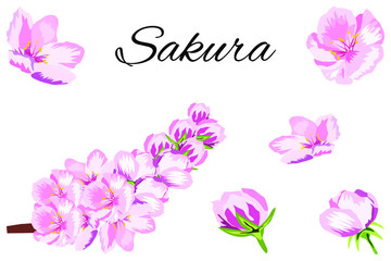 Fototapeta na wymiar Sakura sprig with flowers set vector illustration